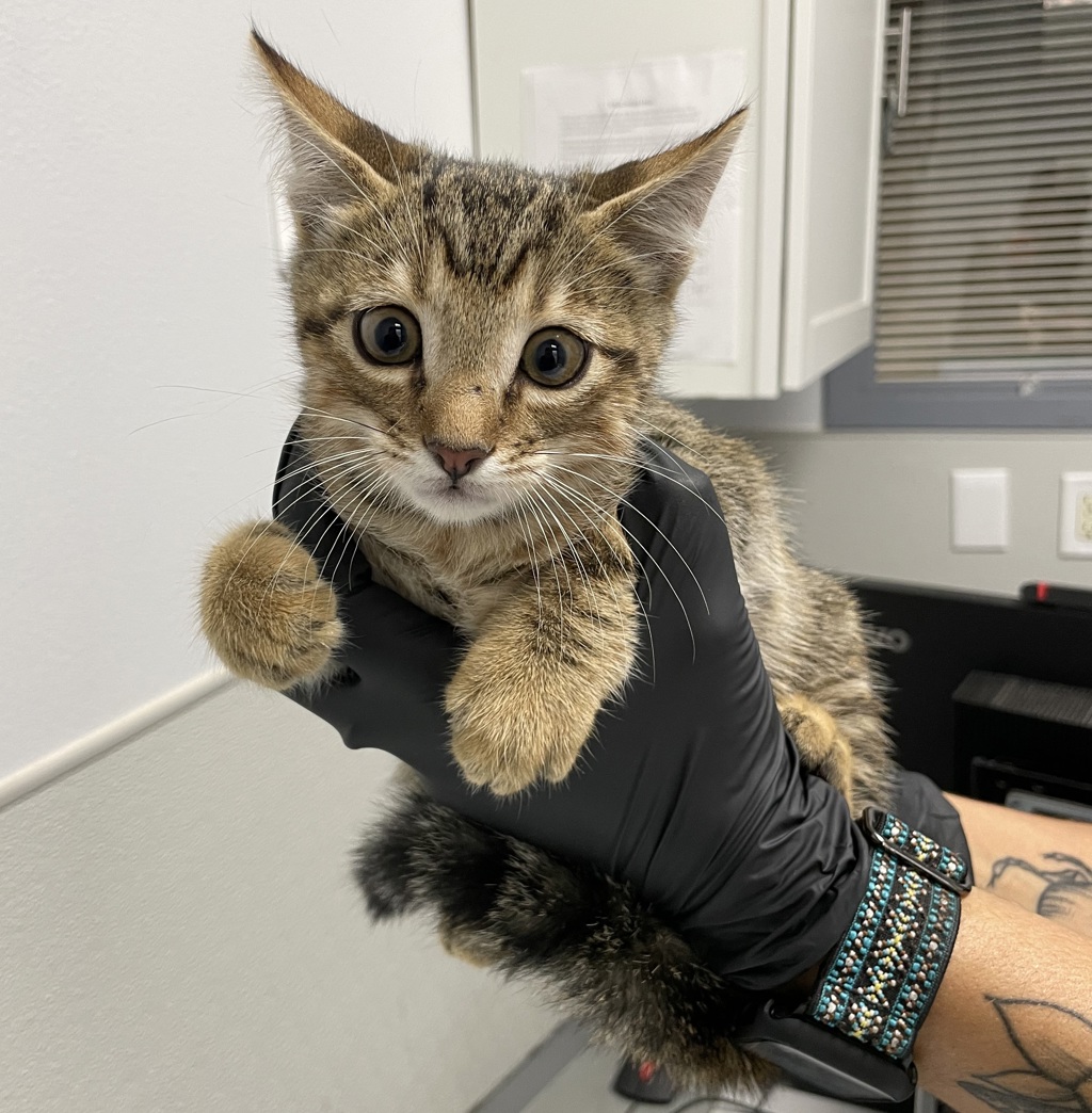 Shelter Stray Male Cat last seen Near Ulric Street, San Diego, CA, 92111, 5500 Gaines St, San Diego, CA 92110, USA