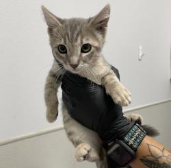 Shelter Stray Female Cat last seen Near Ulric Street, San Diego, CA, 92111, 5500 Gaines St, San Diego, CA 92110, USA