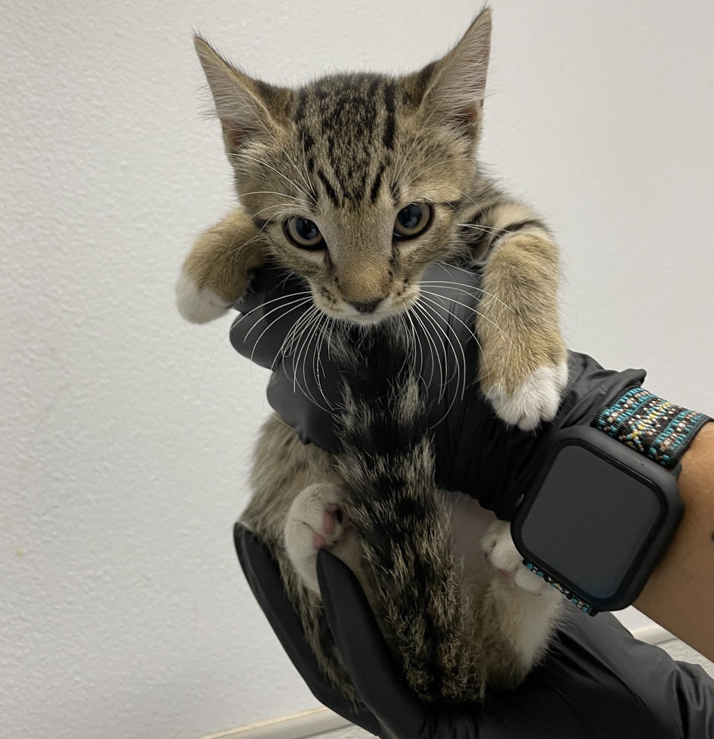 Shelter Stray Female Cat last seen Near Ulric Street, San Diego, CA, 92111, 5500 Gaines St, San Diego, CA 92110, USA