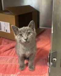 Shelter Stray Female Cat last seen Oceanside, CA, 92054, Oceanside, CA 92058, USA