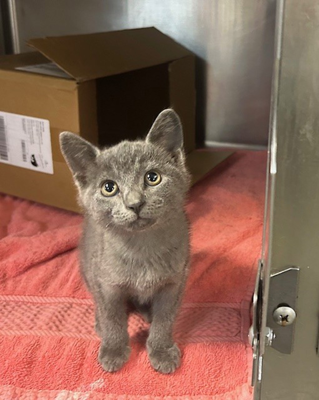 Shelter Stray Female Cat last seen Oceanside, CA, 92054, Oceanside, CA 92058, USA