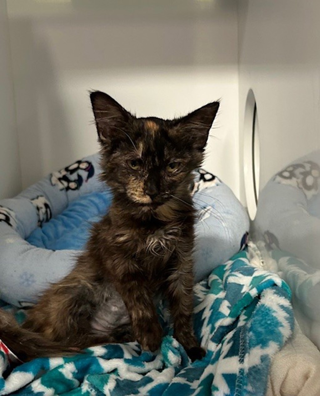 Shelter Stray Female Cat last seen Near Eddie Drive, Vista, CA, 92083, Oceanside, CA 92058, USA