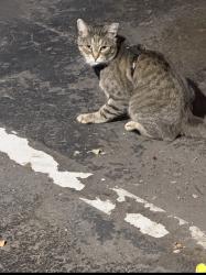 Found/Stray Male Cat last seen Quincy and Buckley, Aurora, CO 80015