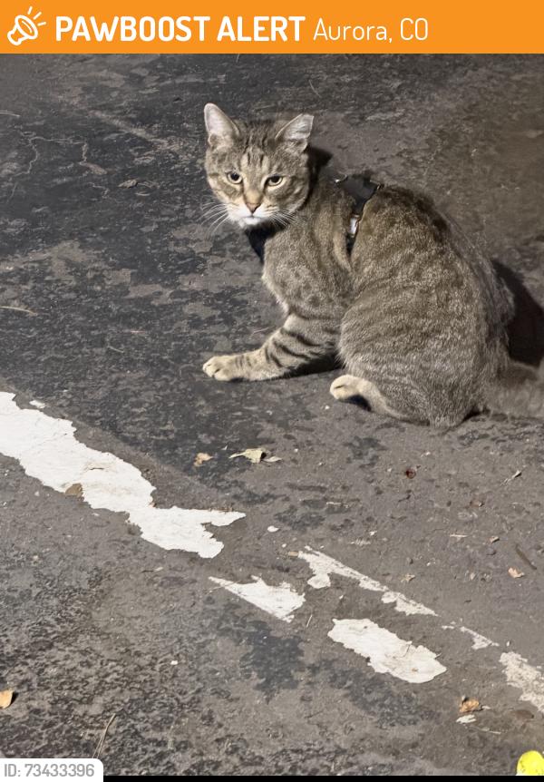 Found/Stray Male Cat last seen Quincy and Buckley, Aurora, CO 80015