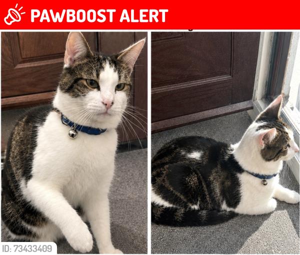 Lost Male Cat last seen Grange road, Greater London, England E13