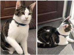 Lost Male Cat last seen Grange road, Greater London, England E13