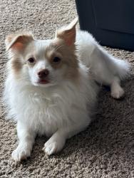 Reunited Male Dog last seen Jamacha, San Diego, CA 92114