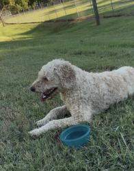 Found/Stray Unknown Dog last seen W Blount Ave/volena, Knoxville, TN 37920