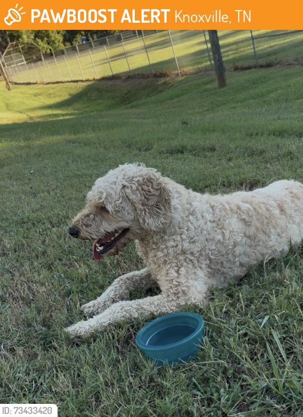 Found/Stray Unknown Dog last seen W Blount Ave/volena, Knoxville, TN 37920