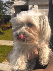Reunited Unknown Dog last seen Aurora subdivision, Katy, TX 77493