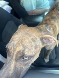 Found/Stray Male Dog last seen Main&Berry, Norman, OK 73069