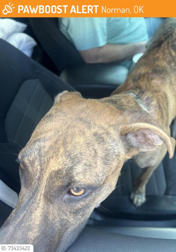 Found/Stray Male Dog last seen Main&Berry, Norman, OK 73069
