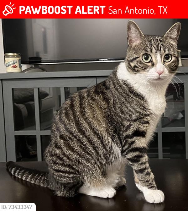 Lost Female Cat last seen Maple Crst Creekhaven subdivision, San Antonio, TX 78261