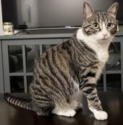 Lost Female Cat last seen Maple Crst Creekhaven subdivision, San Antonio, TX 78261