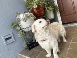 Reunited Male Dog last seen Frieda Ct, San Pablo, CA 94804