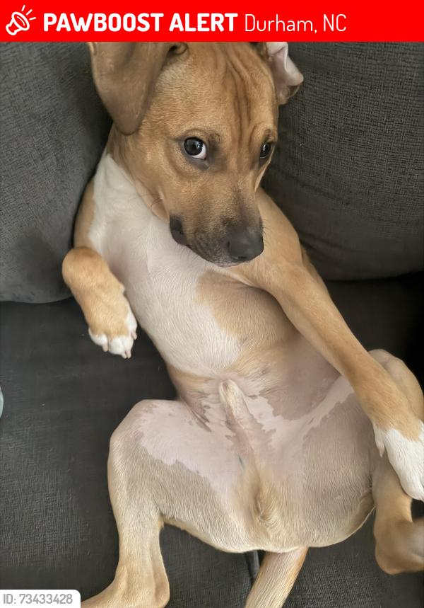 Lost Male Dog last seen Near lynn rd, Durham, NC 27703