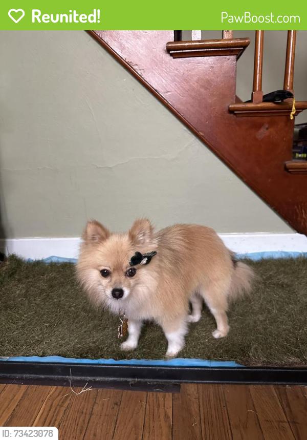 Reunited Female Dog last seen Church and 19th St., Lebanon, PA 17046