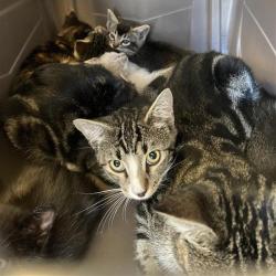 Shelter Stray Unknown Cat last seen , 12910 Yukon Ave, Hawthorne, CA 90250, USA