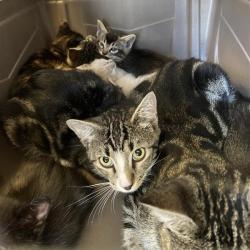 Shelter Stray Unknown Cat last seen , 12910 Yukon Ave, Hawthorne, CA 90250, USA