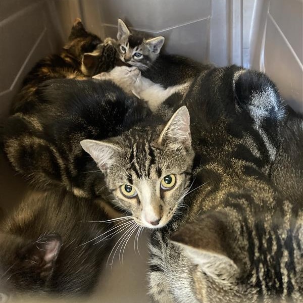 Shelter Stray Unknown Cat last seen , 12910 Yukon Ave, Hawthorne, CA 90250, USA