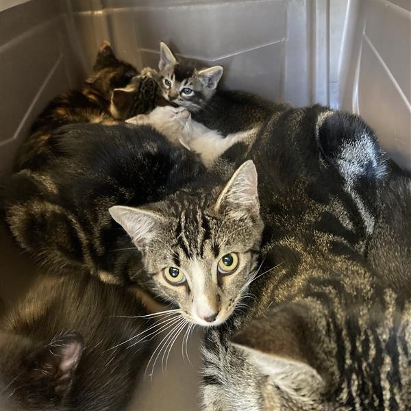 Shelter Stray Unknown Cat last seen , 12910 Yukon Ave, Hawthorne, CA 90250, USA