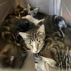 Shelter Stray Unknown Cat last seen , 12910 Yukon Ave, Hawthorne, CA 90250, USA