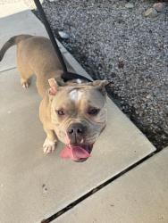 Found/Stray Female Dog last seen Near cinder place nw Albuquerque nm 87120, Albuquerque, NM 87120