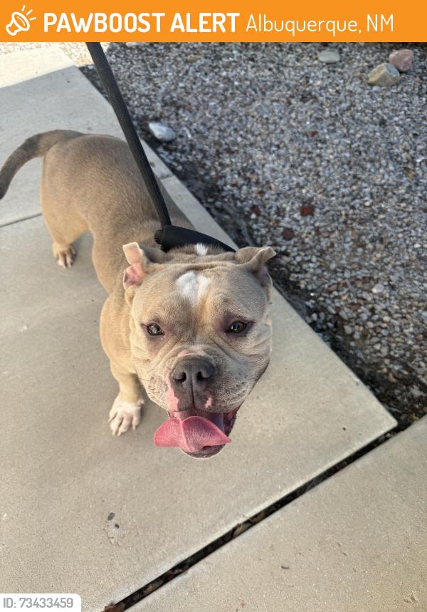Found/Stray Female Dog last seen Near cinder place nw Albuquerque nm 87120, Albuquerque, NM 87120