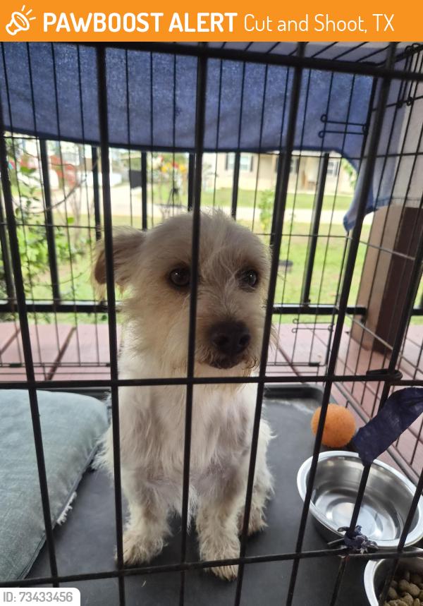 Found/Stray Male Dog last seen Ponderosa neighborhood cut and shoot, Cut and Shoot, TX 77303