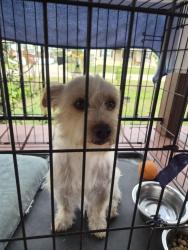 Found/Stray Male Dog last seen Ponderosa neighborhood cut and shoot, Cut and Shoot, TX 77303