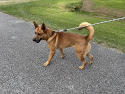 Reunited Male Dog last seen Avenue M 1/2 and 24th, Santa Fe, TX 77510