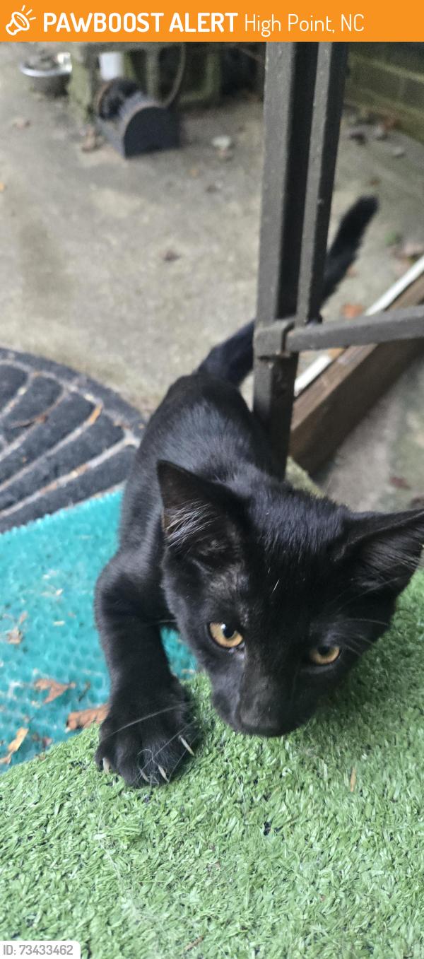 Found/Stray Male Cat last seen Lexington ave. & Cook st., High Point, NC 27264