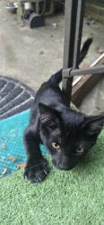 Found/Stray Male Cat last seen Lexington ave. & Cook st., High Point, NC 27264