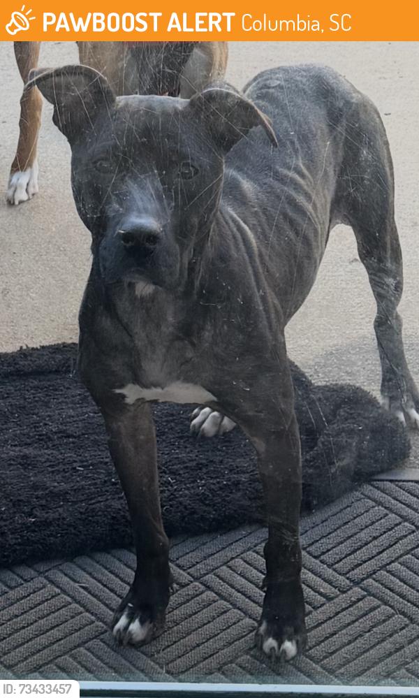 Found/Stray Female Dog last seen Hazelwood Lane, Columbia, SC 29209