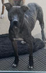 Found/Stray Female Dog last seen Hazelwood Lane, Columbia, SC 29209