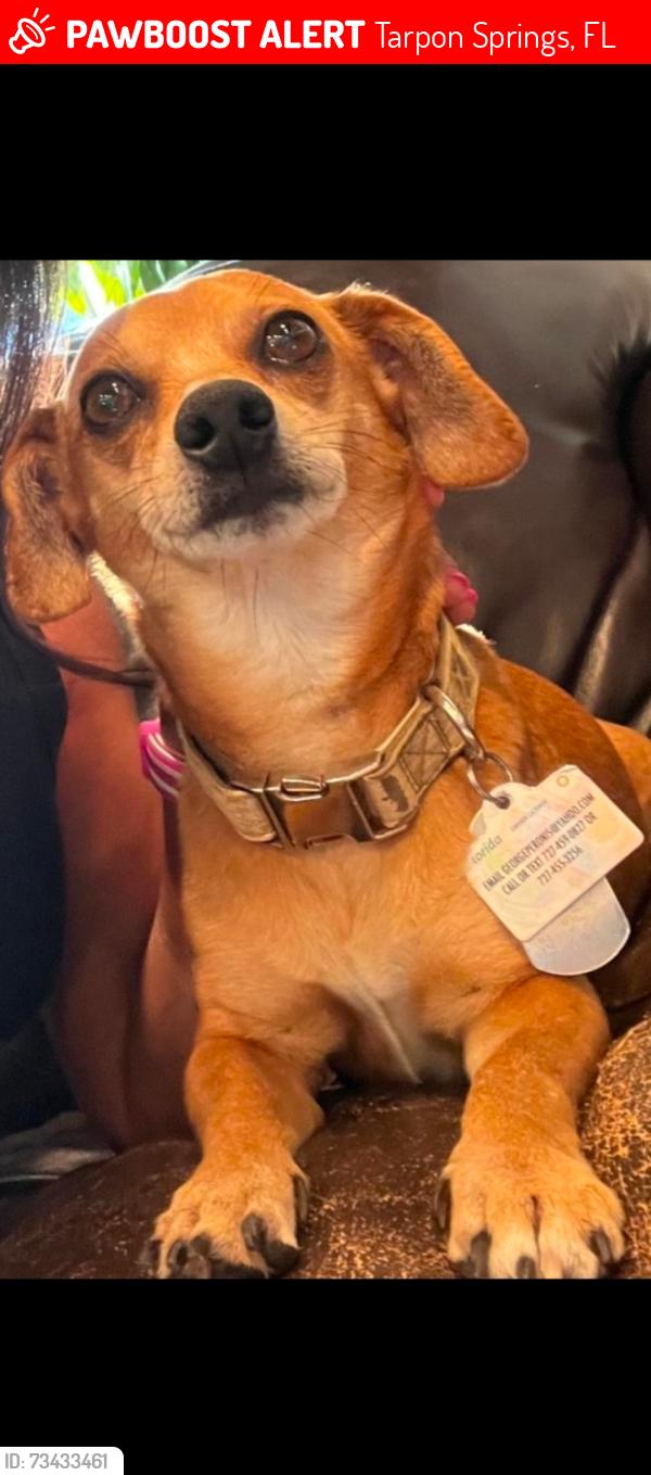 Lost Male Dog last seen S florida ave, Tarpon Springs, FL 34689