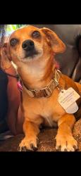 Lost Male Dog last seen S florida ave, Tarpon Springs, FL 34689