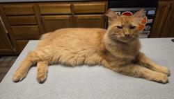 Reunited Male Cat last seen Near Trinity Garden Cir, Clemmons, NC 27012, USA, Clemmons, NC 27012