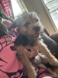Reunited Female Dog last seen Auburn Blvd, Citrus Heights, CA 95621