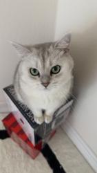 Reunited Male Cat last seen Near Skygate, Aliso Viejo, CA 92656, USA, Aliso Viejo, CA 92656