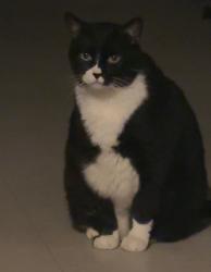 Lost Male Cat last seen Pennsylvania and copper, Albuquerque, NM 87108