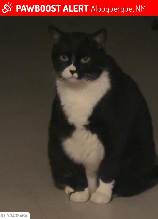 Lost Male Cat last seen Pennsylvania and copper, Albuquerque, NM 87108