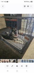 Reunited Female Dog last seen 8 mile rd stockton ca, Stockton, CA 95209