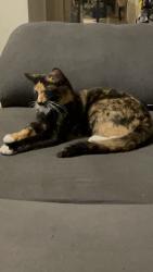 Reunited Female Cat last seen N Kedvale Ave and W Cortland Street, Chicago, IL 60639