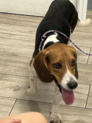 Found/Stray Male Dog last seen Piper Rd. And 17, Punta Gorda, FL 33982