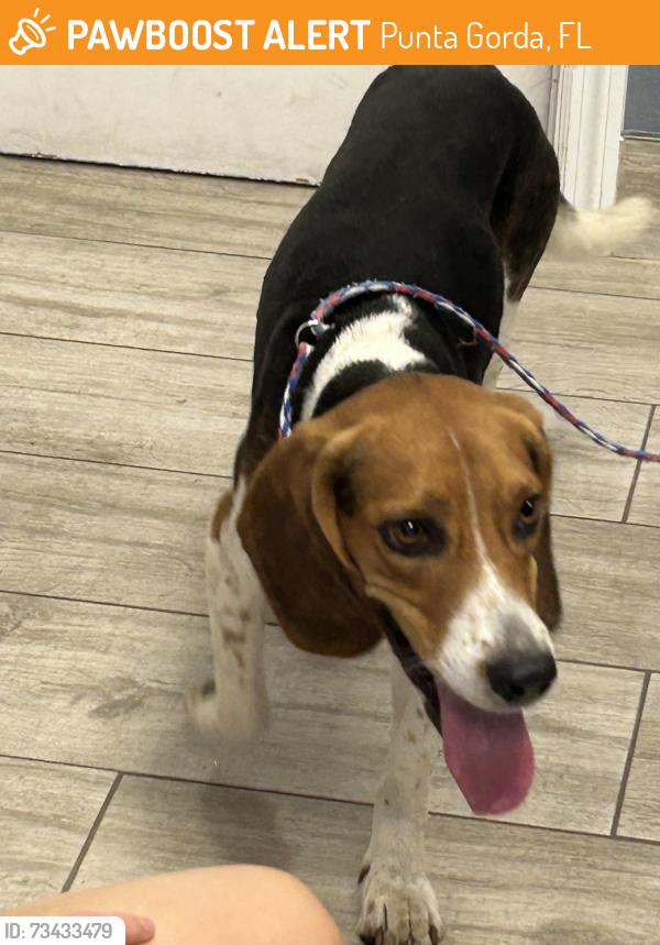Found/Stray Male Dog last seen Piper Rd. And 17, Punta Gorda, FL 33982