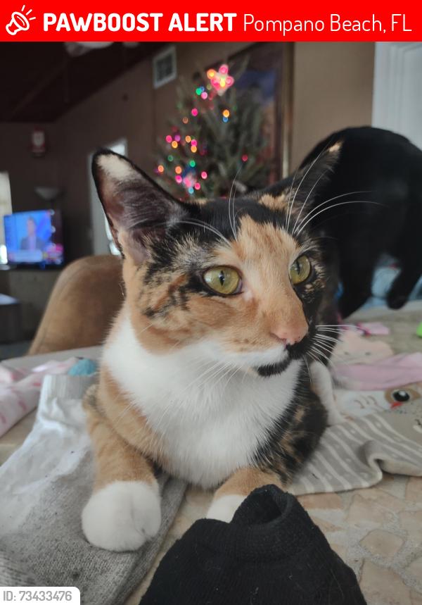 Lost Female Cat last seen NE 5th ST, Kester Park in Old Historic Pompano, Pompano Beach, FL 33060