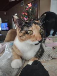 Lost Female Cat last seen NE 5th ST, Kester Park in Old Historic Pompano, Pompano Beach, FL 33060