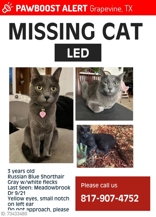 Lost Male Cat last seen Lucas and Meadowbrook, Grapevine, TX 76051