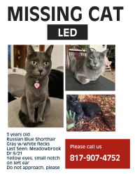 Lost Male Cat last seen Lucas and Meadowbrook, Grapevine, TX 76051